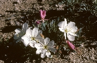 Oenothera caespitosa